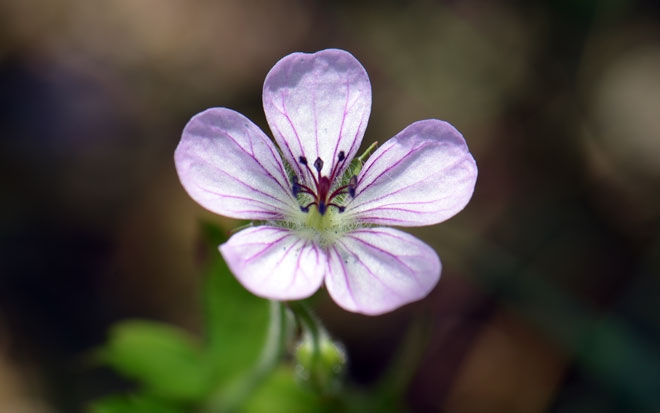 Geranium richardsonii